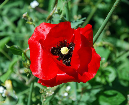 Papaver rhoeas - Corn Poppy