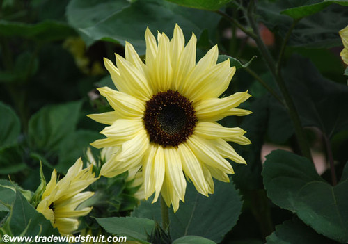 Helianthus annuus - Valentine Sunflower