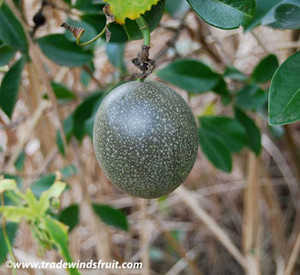 Passiflora edulis - Frederick Passion Fruit Seeds