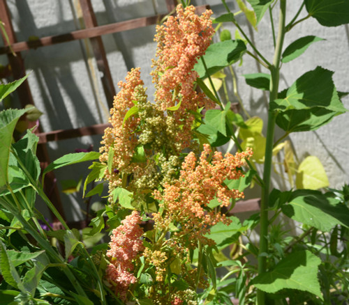 Chenopodium quinoa - Brilliant Rainbow Quinoa