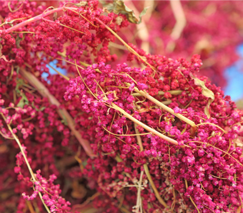 Chenopodium quinoa - Cherry Vanilla Quinoa Seeds Chenopodium quinoa - Cherry Vanilla Quinoa Seeds