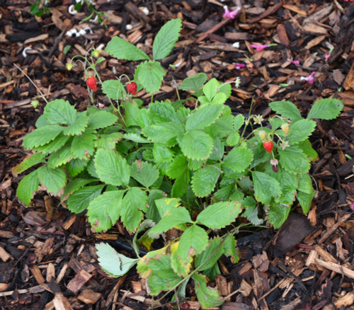 Fragaria vesca - Italian Alpine Strawberry Seeds Fragaria vesca - Italian Alpine Strawberry Seeds