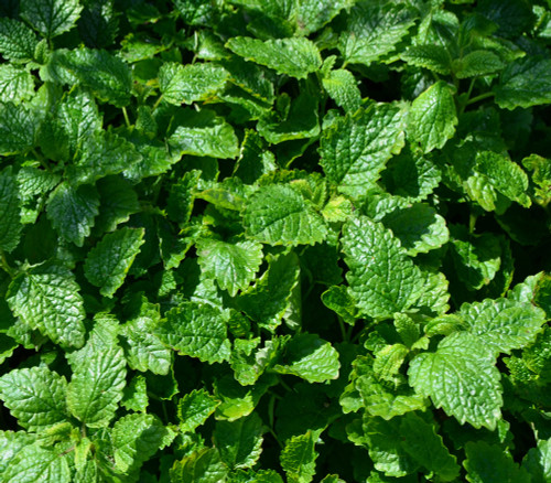 Melissa officinalis - Lemon Balm Seeds