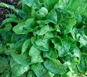 Rumex acetosa - Sorrel Seeds