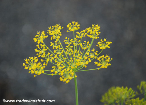 Anethum graveolens - Long Island Mammoth Dill Seeds
