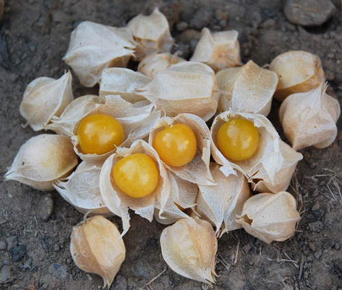 Physalis pubescens - Goldie Ground Cherry Seeds