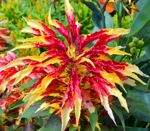Amaranthus sp. - Perfecta Amaranth Seeds Amaranthus sp. - Perfecta Amaranth Seeds