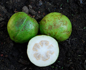 Psidium guajava - Guava 'Asian' Seeds