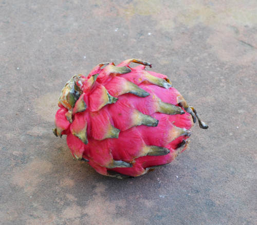 Hylocereus undatus - Dragon Fruit, White