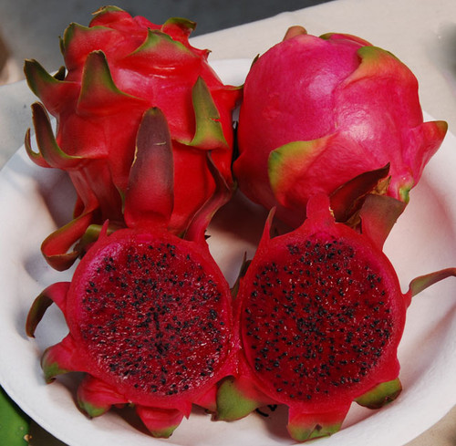 Hylocereus undatus  - Dragon Fruit, Red