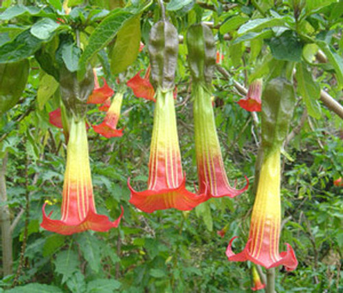 Brugmansia sanguinea - Red Angel's Trumpet Seeds Brugmansia sanguinea - Red Angel's Trumpet Seeds