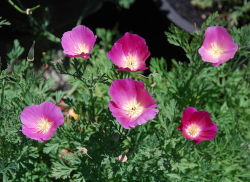 Eschscholzia californica - California Poppy, Purple Gleam  Seeds