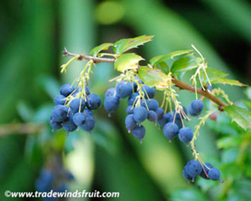 Berberis darwinii - Darwin's Barberry Seeds Berberis darwinii - Darwin's Barberry Seeds