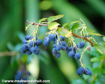 Berberis darwinii - Darwin's Barberry Seeds
