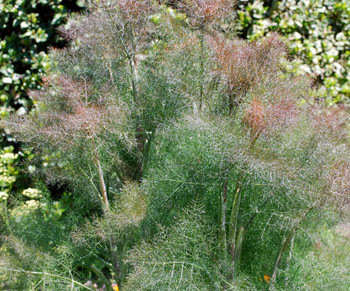 Foeniculum vulgare - Fennel, Bronze Seeds