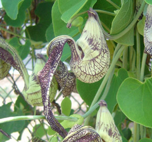 Aristolochia ringens - Gaping Dutchman's Pipe Seeds Aristolochia ringens - Gaping Dutchman's Pipe Seeds