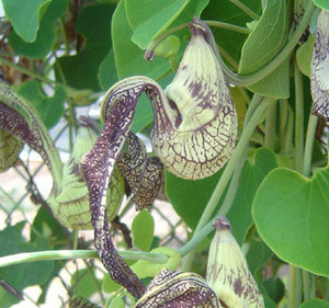Aristolochia ringens - Gaping Dutchman's Pipe Seeds