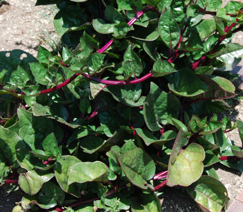 Basella rubra - Malabar Spinach, Red Seeds