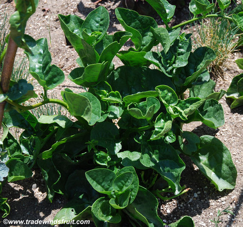 Basella rubra - Malabar Spinach, Green Seeds