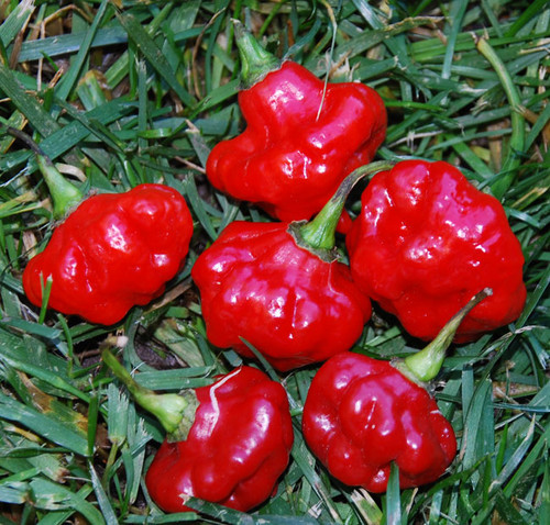 Mushroom Pepper, Red Seeds Mushroom Pepper, Red Seeds