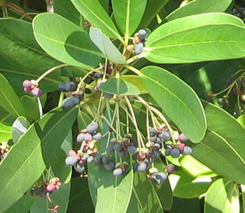 Drimys winteri - Winter's Bark Seeds