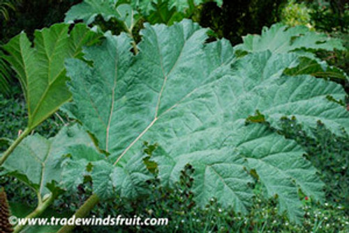 Gunnera insignis - Poor Man's Parasol