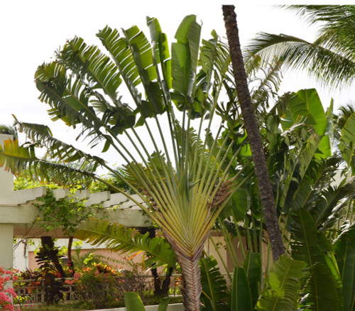 Ravenala madagascariensis - Traveler's Palm Seeds