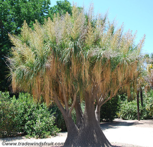 Beaucarnea recurvata - Bottle Palm, Ponytail Palm Seeds