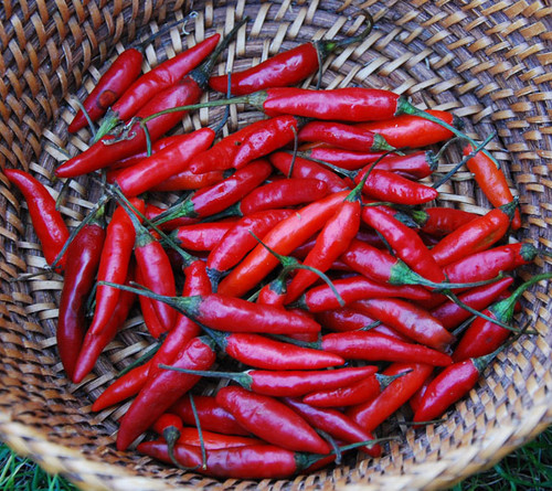 Thai Pepper, Red Seeds