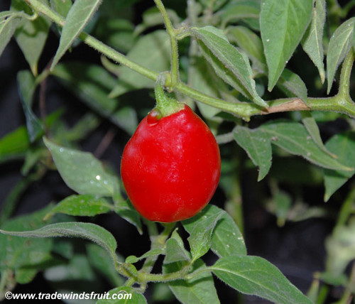 Manzano Pepper, Red Seeds