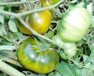 Aunt Ruby's German Green Tomato Seeds