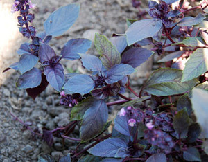 Ocimum basilicum - Basil, Purple Dark Opal Seeds