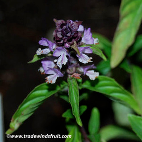 Ocimum basilicum - Basil, Cinnamon Seeds Ocimum basilicum - Basil, Cinnamon Seeds