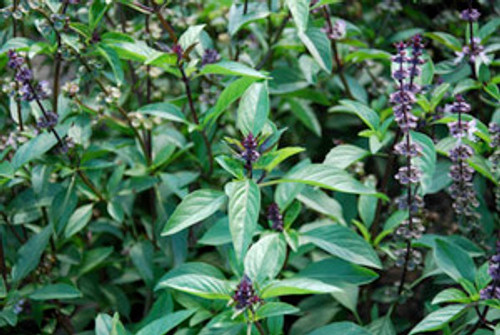 Ocimum basilicum - Basil, Thai Seeds Ocimum basilicum - Basil, Thai Seeds