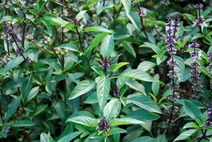 Ocimum basilicum - Basil, Thai Seeds