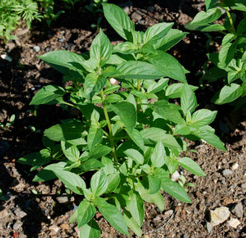 Ocimum americanum - Basil, Lemon Seeds Ocimum americanum - Basil, Lemon Seeds