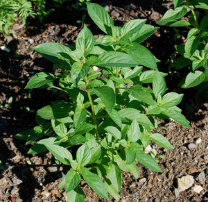 Ocimum americanum - Basil, Lemon Seeds