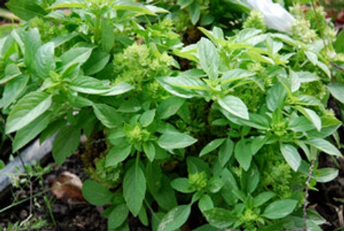 Ocimum minimum - Basil, Globe Seeds Ocimum minimum - Basil, Globe Seeds