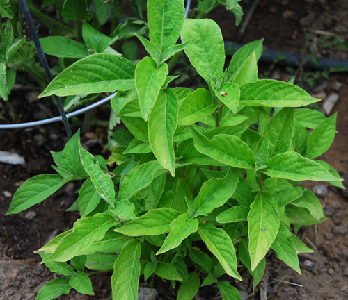 Achyranthes bidentata - Ox-Knee, Niu Xi Seeds