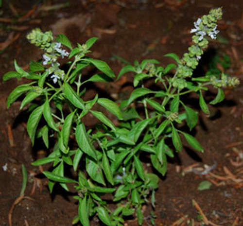 Ocimum americanum - Basil, Lime Seeds Ocimum americanum - Basil, Lime Seeds