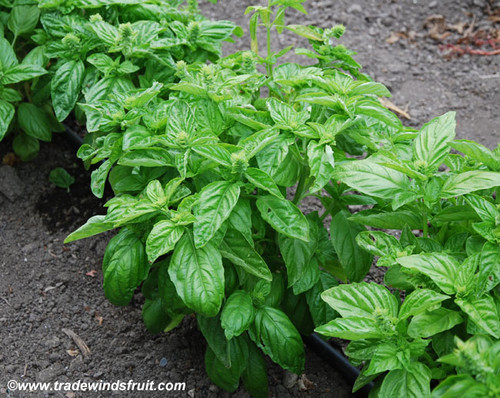 Ocimum basilicum - Basil, Lettuce Leaf Seeds