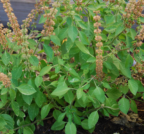 Ocimum sanctum - Basil, Holy Seeds