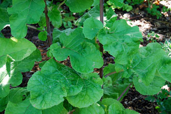 Arctium lappa - Japanese Burdock, Gobo Seeds