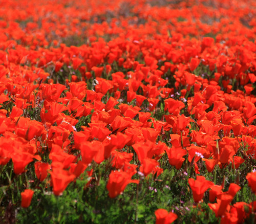Eschscholzia californica - California Poppy, Red Seeds Eschscholzia californica - California Poppy, Red Seeds