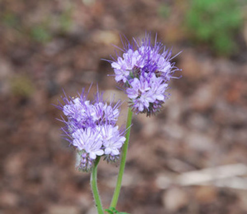 Phacelia tanacetifolia - Bee's Friend Seeds Phacelia tanacetifolia - Bee's Friend Seeds