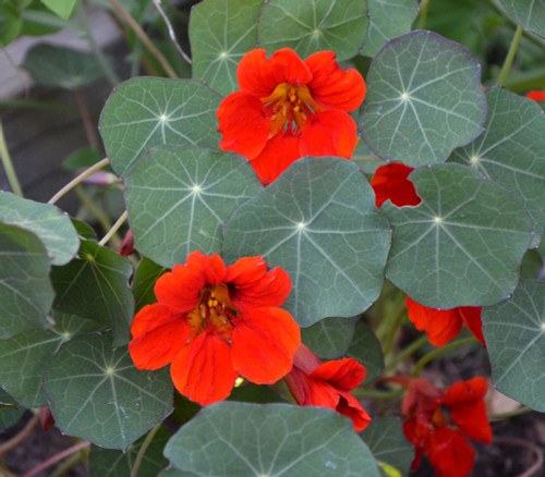 Tropaeolum minus - Nasturtium, Empress of India