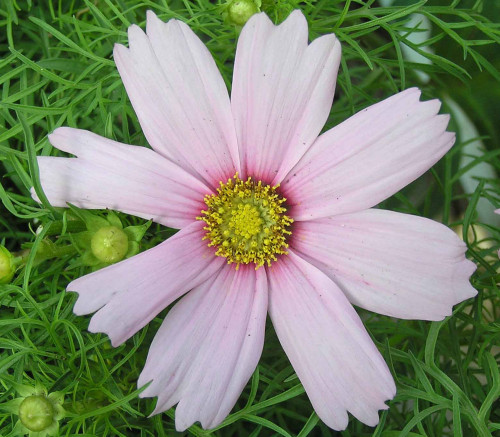 Cosmos bipinnatus - Cosmos, Daydream Seeds
