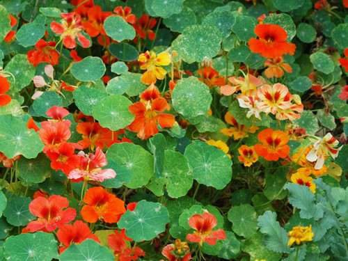 Tropaeolum minus - Nasturtium, Dwarf Jewel Mix Seeds