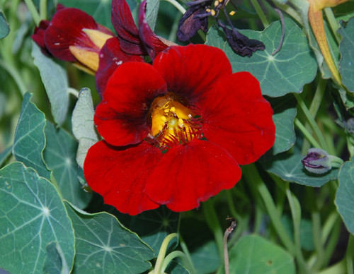 Tropaeolum minus - Nasturtium, Black Velvet Seeds