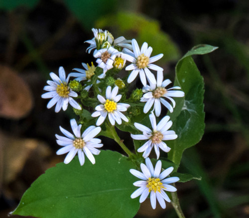 Aster drummondii - Drummond's Aster Seeds Aster drummondii - Drummond's Aster Seeds
